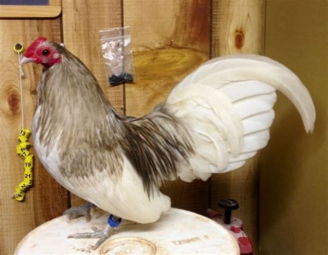 Chocolate Old English Bantam Bantam Chicken Breeds Bantam Chickens