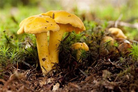 7 Common Mushrooms In Maine Star Mushroom Farms