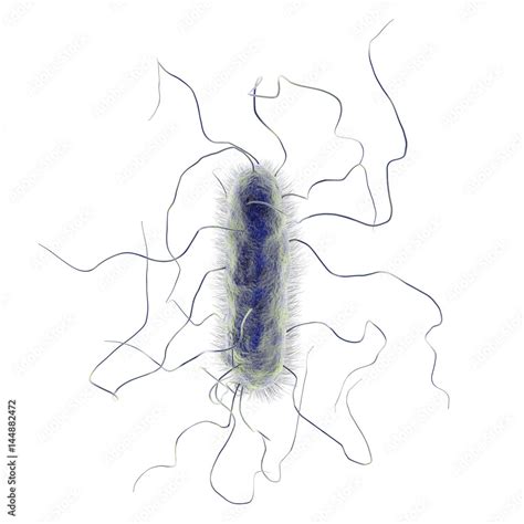 Proteus Mirabilis Bacterium Isolated On White Background D