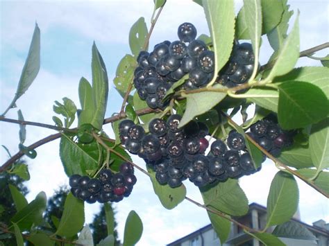 Aronia z ogródka i kwiaty tez Garnek pl