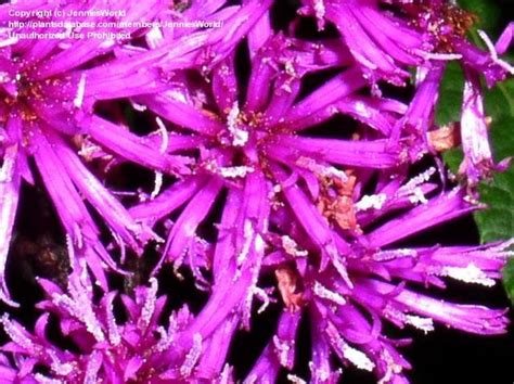 PlantFiles Pictures Vernonia Species Giant Ironweed Tall Ironweed