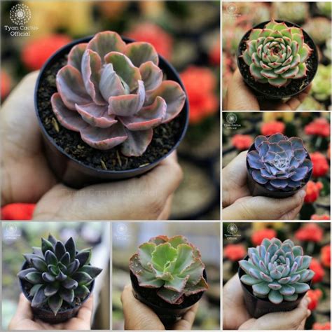 Sukulen Succulent Warna Warni Tanaman Hias Kaktus Hidup Bukan