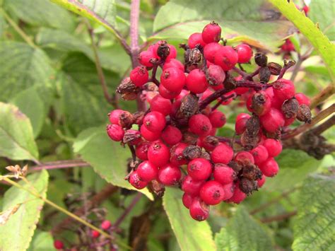 Free Images Nature Fruit Berry Flower Food Red Produce