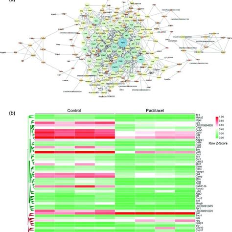 Protein Protein Interaction Ppi Network And Hierarchical Clustering