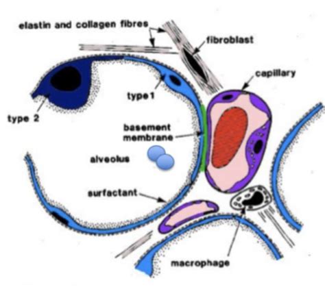 Systemic Pathology Exam Respiratory Flashcards Quizlet