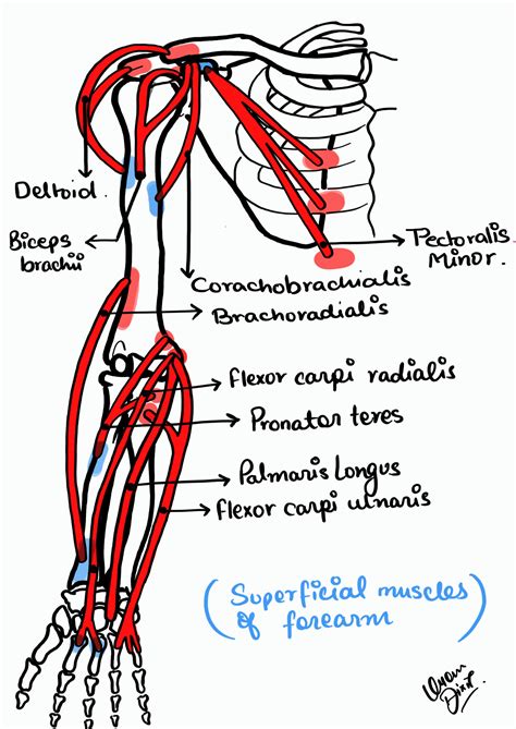 SOLUTION: Muscles of hand anatomy - Studypool