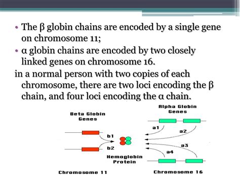 Ppt Thalassemia Powerpoint Presentation Free Download Id6121226