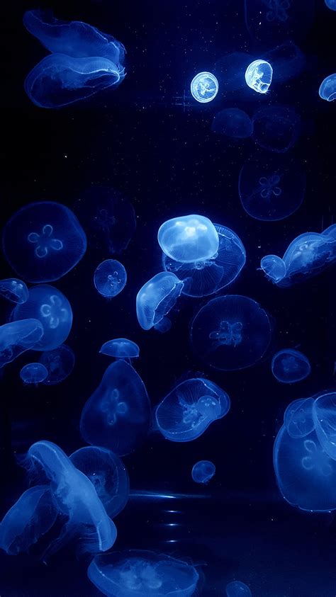 Jelly Jelly Fish Nature Hd Phone Wallpaper Peakpx