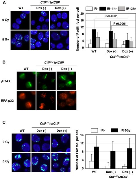 Impaired Rayinduced Rad Focus Formation In Ctip Depleted