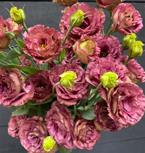 Lisianthus Roseanne Brown Sprigs