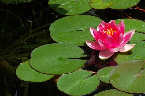 Pond Lily Pads Lotus Flower - Free photo on Pixabay