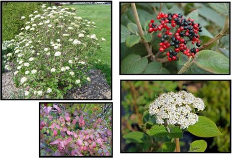 MOHICAN VIBURNUM Hinsdale Nurseries Welcome To Hinsdale Nurseries