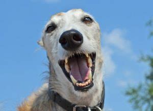 Greyhound Health Issues & Problems | Canna-Pet®