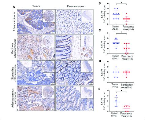 Representative Ihc Staining And Quantitative Analysis Showing The