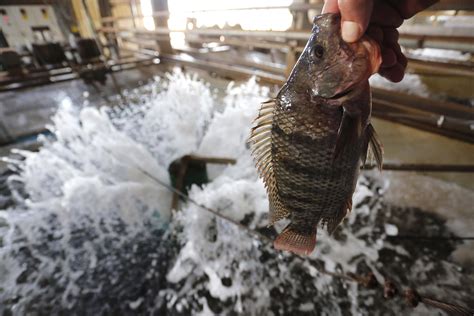 Paraná lidera produção nacional de peixes