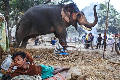 Sonepur Mela - Cattle Fair - Maciej Dakowicz Photography