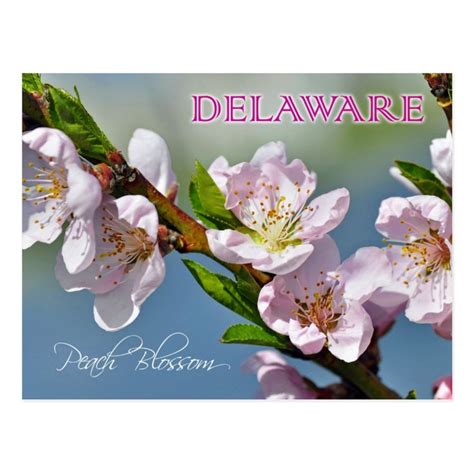 Delaware State Flower Peach Blossom Postcard Zazzle Peach Blossoms