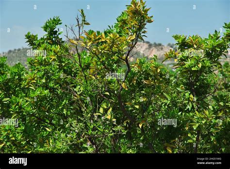 Tree Plantation Pakistan Hi Res Stock Photography And Images Alamy