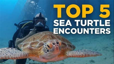 Top 5 Sea Turtle Encounters While Scuba Diving Youtube