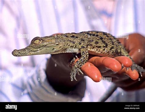 Nile crocodile baby hi-res stock photography and images - Alamy