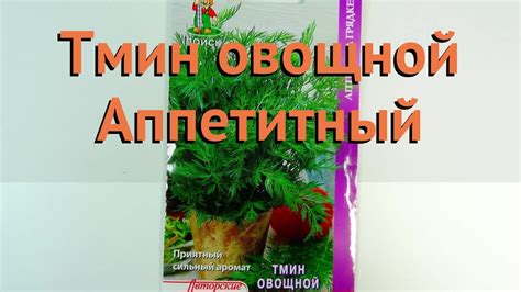 Тмин овощной Аппетитный (appetitnyy appetitnyy) 🌿 обзор: как сажать ...