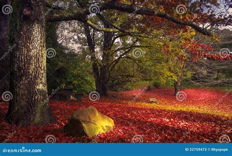 Red autumn scene stock image. Image of seedling, hardwood - 22759473