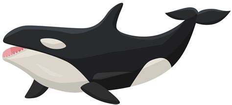 Transparent Orca Clipart Clip Art Library