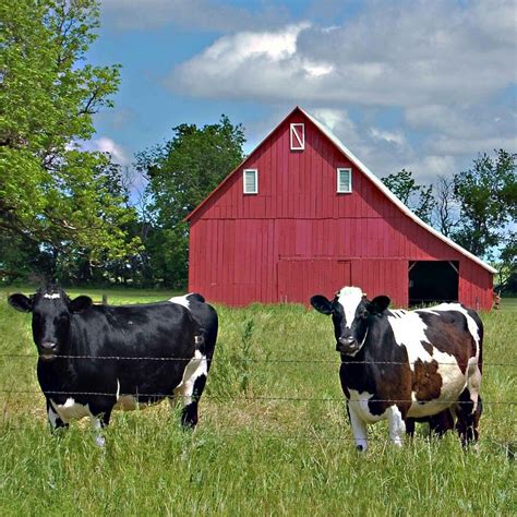 Cows In The Pasture Holstein Cows Farm Photography Dairy Cattle