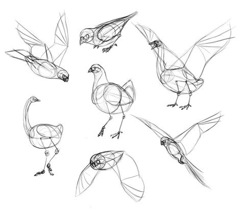 How To Draw Birds Step By Step Instructions With Anatomical Details