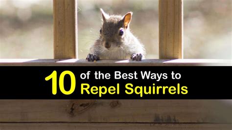 10 Quick and Easy Ways to Repel Squirrels