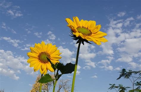 Blomma Solros Dekorativ Helianthus Gratis foto på Pixabay Pixabay