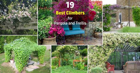 19 Best Pergola Plants Climbing Plants For Pergolas And Arbors