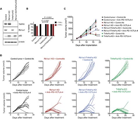 Autophagy Protects Tumors From T Cellmediated Cytotoxicity Via