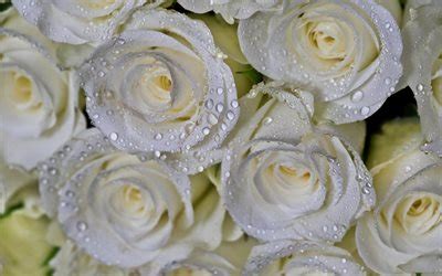 Scarica White Rose Il Bouquet Di Rose Bianche Sfondi Per Desktop