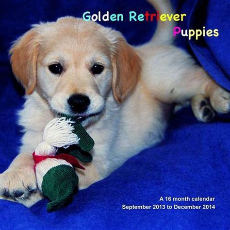 Golden Retriever Puppies 2014 Wall Calendar Magnum Calendars