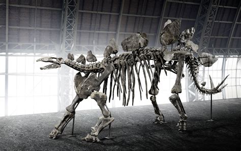 Full Sized Stegosaurus Skeleton 1