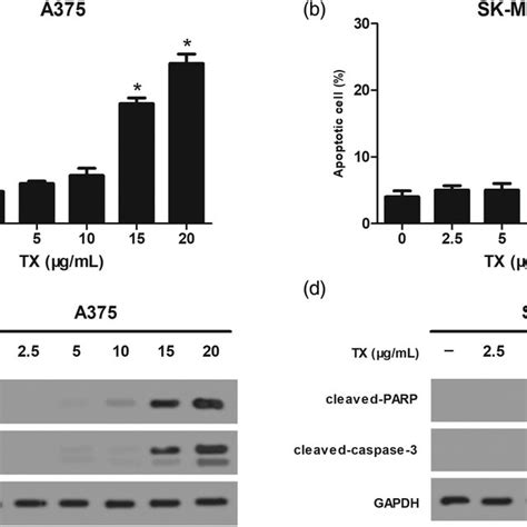 TX Induces Melanoma Cell Apoptosis A B A375 And SK MEL 28 Cell