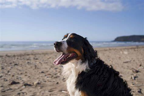 Scopri Le Migliori Spiagge Per Cani Del Zampol La Protezione