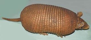 Greater Naked Tailed Armadillo Cabassous Tatouay C Flickr