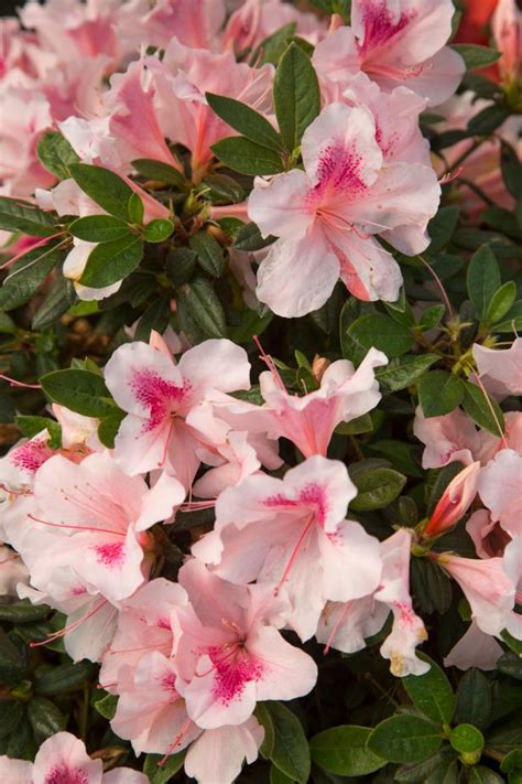 Pink And White Azalea Tree : Pink and white azalea tree.