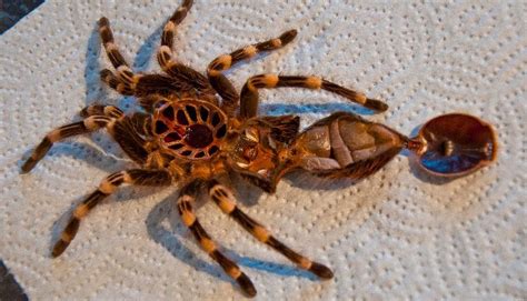 Tarantula Molting Process (Complete Guide) - SnakeTracks.com