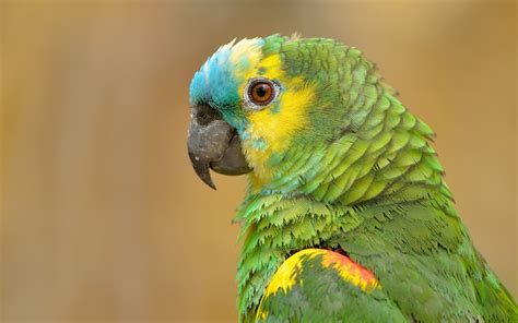 Wallpaper Parrot portrait, green feathers 1920x1200 HD Picture, Image