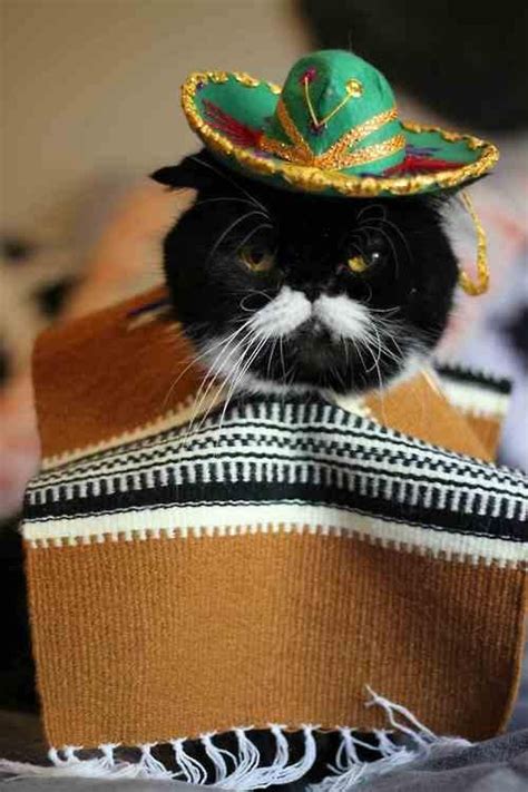 Grumpy Sombrero Kitty Fluffy Lil Friends Cats Pet Costumes Cute