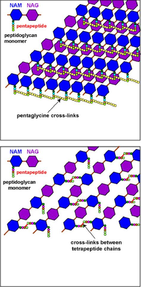 Figure 1 from 2.3: The Peptidoglycan Cell Wall | Semantic Scholar