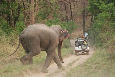 Jim Corbett National Park Jeep Safari And Travel Guide To Jim Corbett