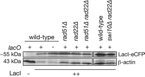 Figure S1 Related To Figure 3 Example Of Western Blot Analysis Showing Download Scientific