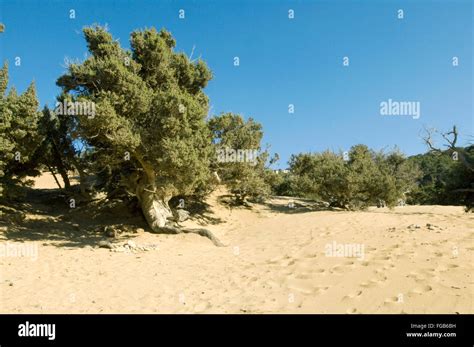 Griechenland Kreta Insel Gavdos Der Strand Von Agio Ioannis Stock