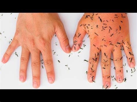 Formas Completamente Naturales Para Mantener A Los Mosquitos