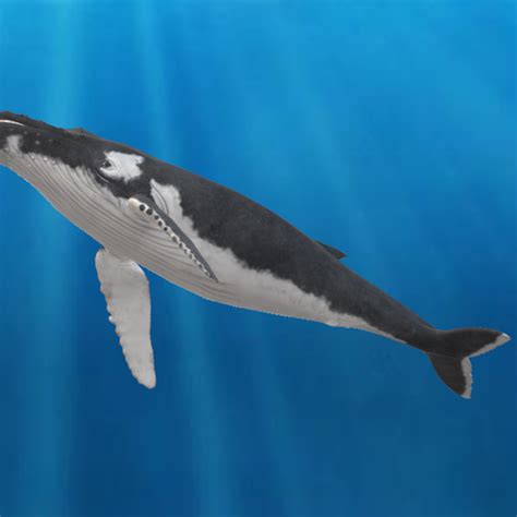 Скачать файл STL Горбатый кит • Форма для 3D-принтера ・ Cults