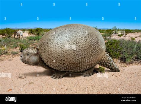 Glyptodon. Illustration and photo-reconstruction of the prehistoric ...